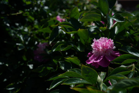 Pink peony flower on a background of green leaves in the gardenの写真素材