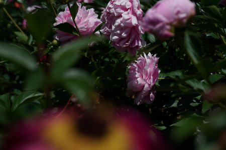 Pink peony flowers on a bush in the garden. Selective focus.の写真素材