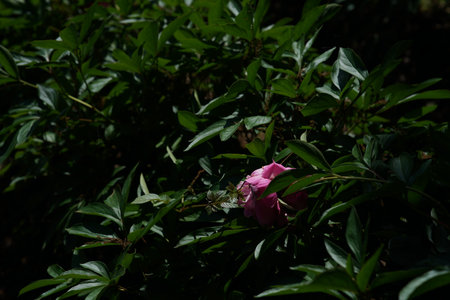 Peony flower in the garden in the light of the morning sunの写真素材