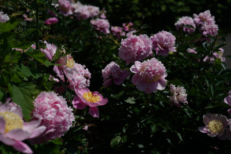 pink peony flowers in the garden on a sunny spring dayの写真素材