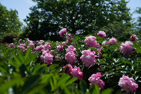 Pink peony flowers in the garden on a sunny spring day.の写真素材