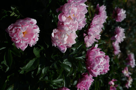 Pink peony flowers on a background of green leaves in the gardenの写真素材