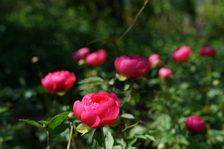 Peony flowers in the garden on a background of green grass.の写真素材