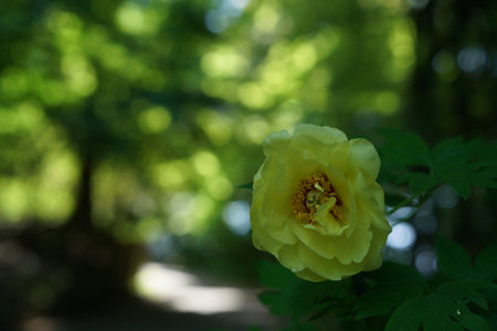 Yellow Flower of Peony in Full Bloom with Green Leaves in Backgroundの写真素材