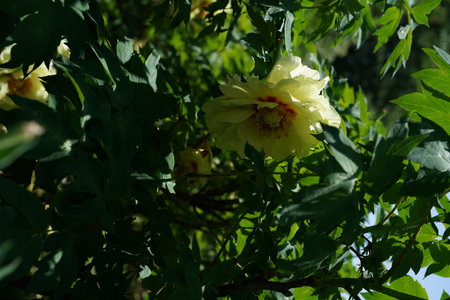 Yellow Flower of Peony in Full Bloom with Green Leaves on Backgroundの写真素材