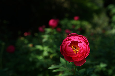 Red peony flower in the garden. Blooming peony on a dark background.の写真素材