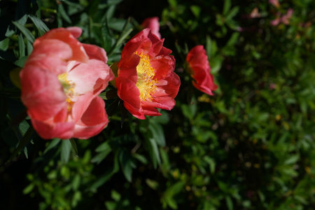 Beautiful pink peony flowers in the garden on a sunny dayの写真素材