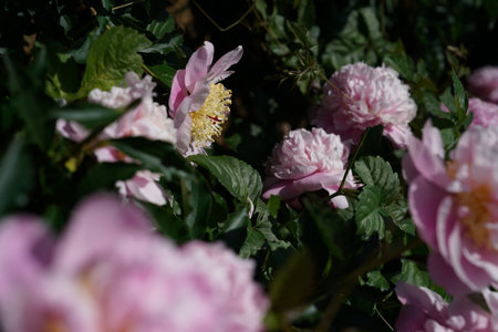 Pink Peony Flowers Blooming in The Garden on a Sunny Spring Dayの写真素材