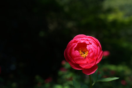 Peony flower in the garden on a background of green leaves.の写真素材