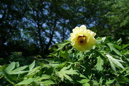 Yellow peony flower on a background of green leaves in the gardenの写真素材