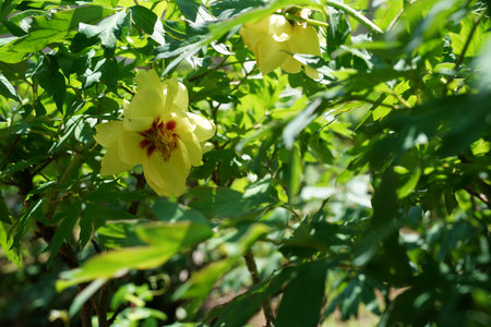 Yellow flower on a background of green leaves. Shallow depth of field.の写真素材
