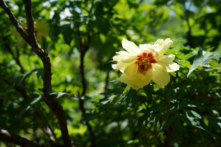 Yellow Flower of Peony 'Alpine Rose' in Full Bloomの写真素材