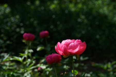 Peony flower in the garden on a background of green leaves.の写真素材