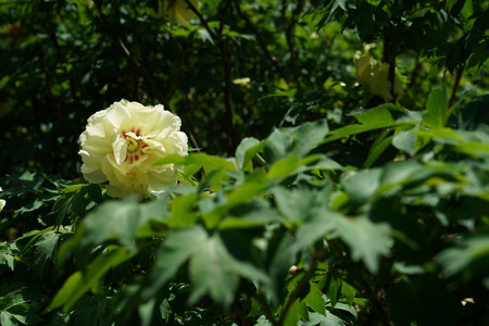 Light Yellow Flower of Peony in Full Bloom on Green Leaves Backgroundの写真素材
