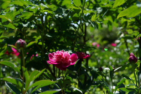 Pink peony flowers in the garden on a sunny summer day.の写真素材