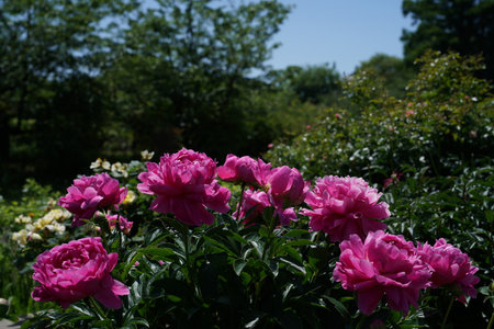 Pink peony flowers in the summer garden with green leaves background.の写真素材