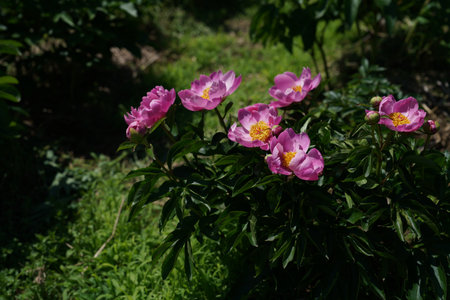 pink peony flowers in the garden on a sunny summer dayの写真素材