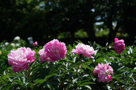pink peony flowers in the garden on a sunny summer dayの写真素材