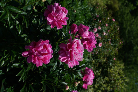 Beautiful pink peony flowers in the garden on a sunny summer dayの写真素材
