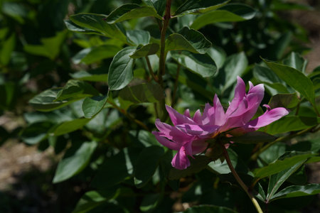 pink peony in the garden on a background of green leavesの写真素材