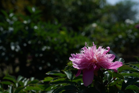 pink peony flower in the garden on a background of green leavesの写真素材