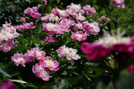 pink flowers peonies on a background of green leaves, close-upの写真素材
