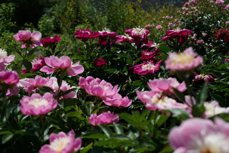 Pink peony flowers in the garden on a sunny spring day.の写真素材