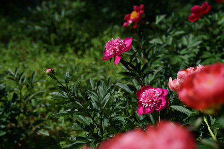 Pink peonies in the garden on a background of green leaves.の写真素材