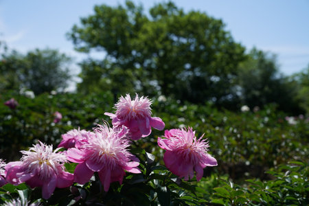 pink peony flowers in the garden on a sunny spring dayの写真素材