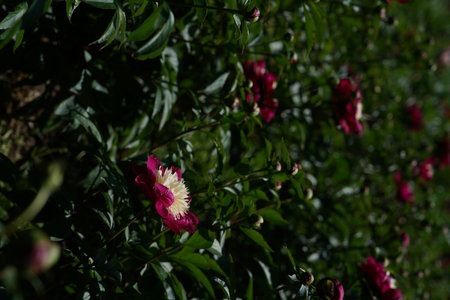 Pink Flower of Peony 'Paeonia lactiflora' in Full Bloomの写真素材