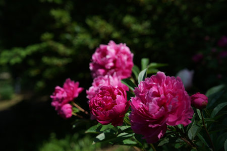 Pink peonies in the garden on a sunny spring day. Selective focus.の写真素材