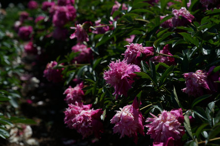 Pink peony flowers in the garden on a sunny spring day.の写真素材