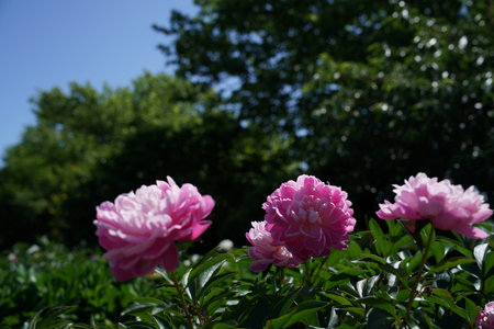 pink and white peony flowers in the garden on a sunny dayの写真素材