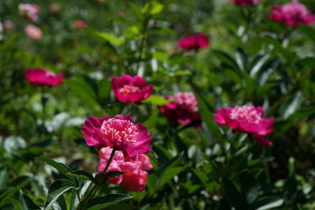 Pink peony flowers on a background of green foliage in the gardenの写真素材