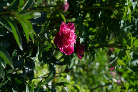 pink peony flower in the garden on a sunny spring dayの写真素材