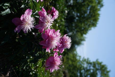 Pink peony flowers on a background of green foliage in the gardenの写真素材
