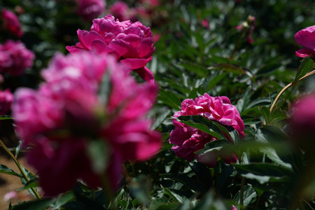 Beautiful peony flowers in the garden on a sunny spring dayの写真素材