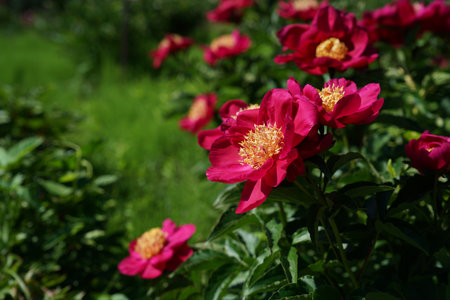 Beautiful peony flowers in the garden on a sunny spring dayの写真素材