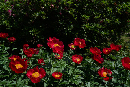 Red peony flowers in the garden on the background of green leavesの写真素材