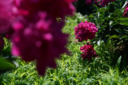 Beautiful peony flowers in the garden on a sunny spring dayの写真素材
