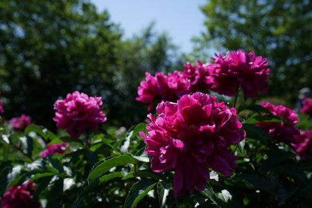 Beautiful pink peony flowers on a background of green leaves.の写真素材