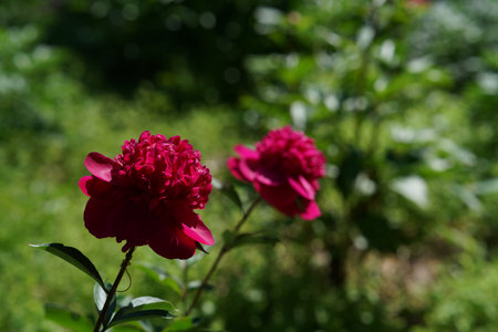 Red peony flowers in the garden on a sunny spring day.の写真素材