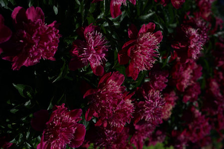 Red peonies in the garden. Close-up. Nature.の写真素材