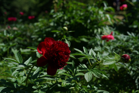Red peony flower with green leaves in the garden on a sunny spring dayの写真素材