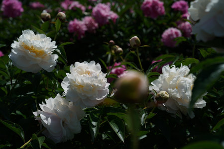 White and pink peonies in the garden on a sunny spring dayの写真素材