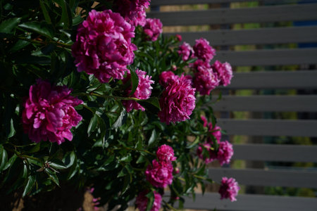 Pink peonies in the garden on a sunny spring day. Selective focus.の写真素材