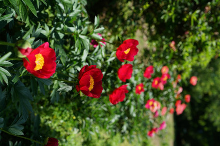 Red peony flowers on a background of green leaves in the gardenの写真素材