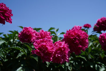 Pink peony flowers in the garden on a background of blue skyの写真素材