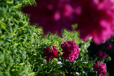 Beautiful peony flowers in the garden. Selective focus.の写真素材