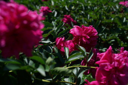Pink peony flowers in the garden. Blooming pink peonies.の写真素材
